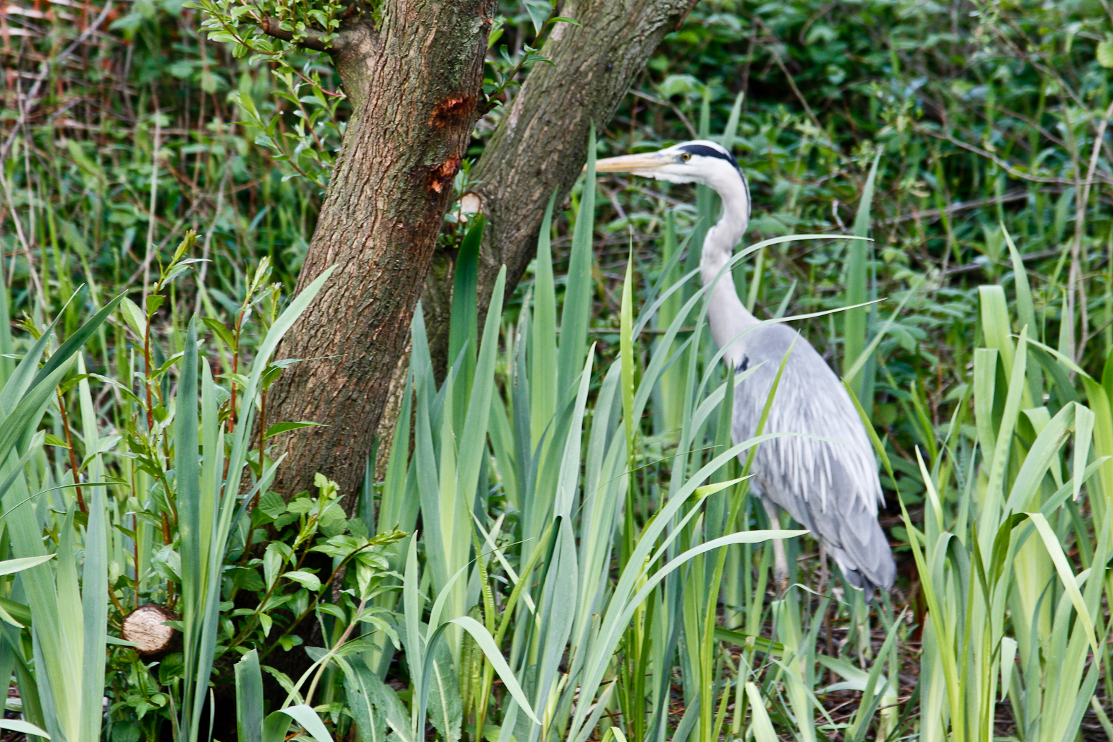 slideshow image