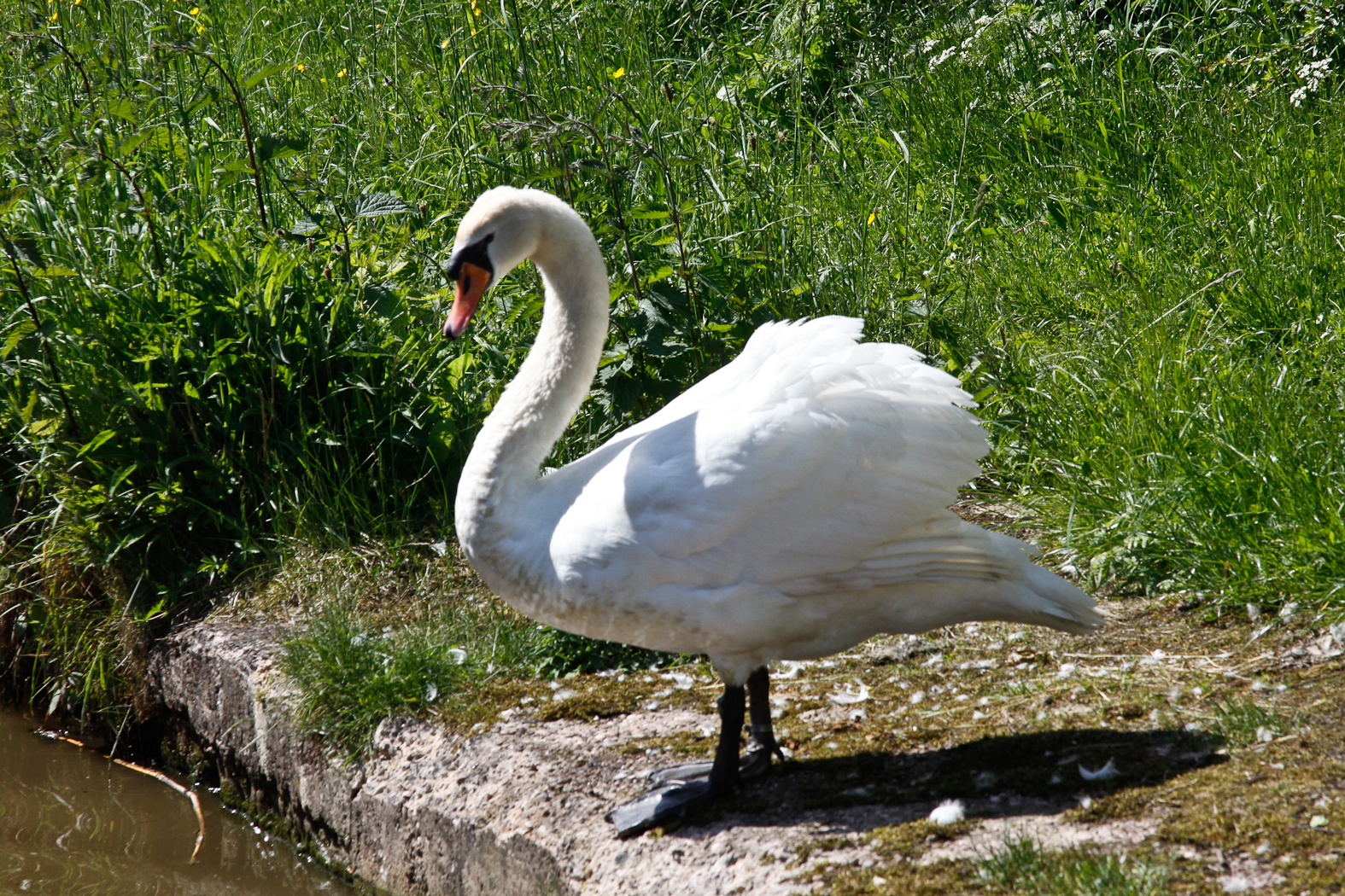 slideshow image