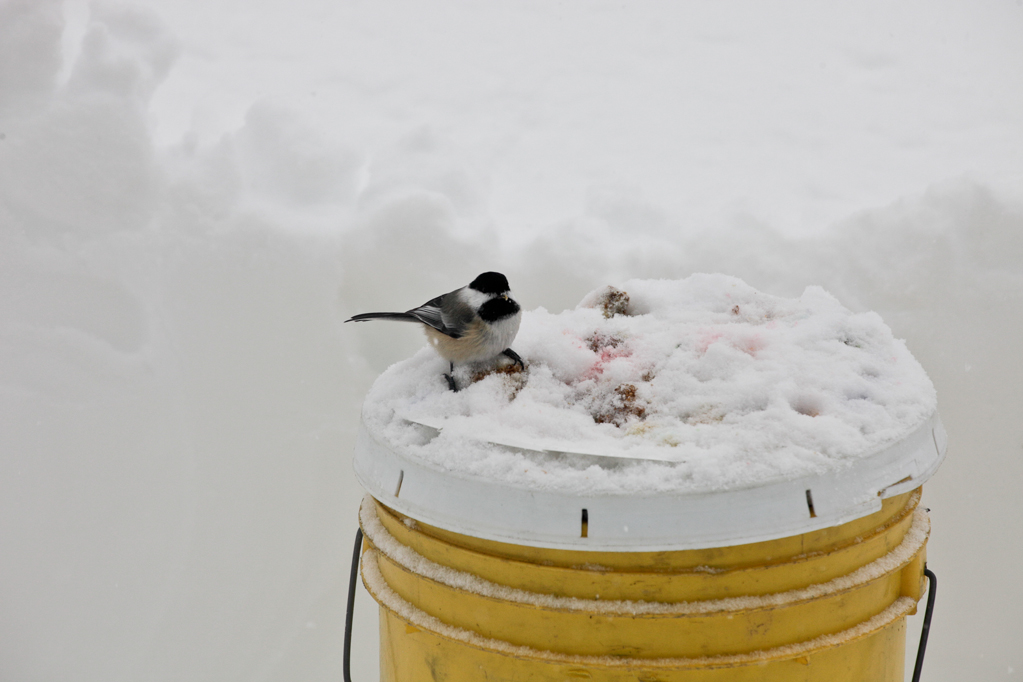 slideshow image