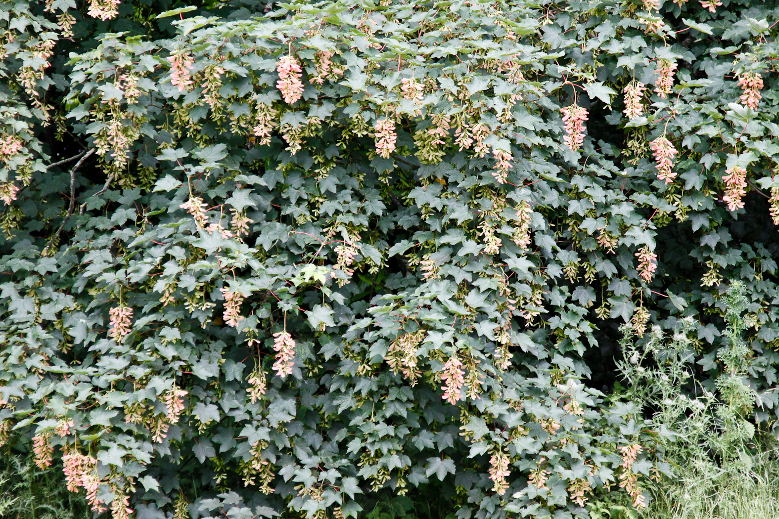 slideshow image