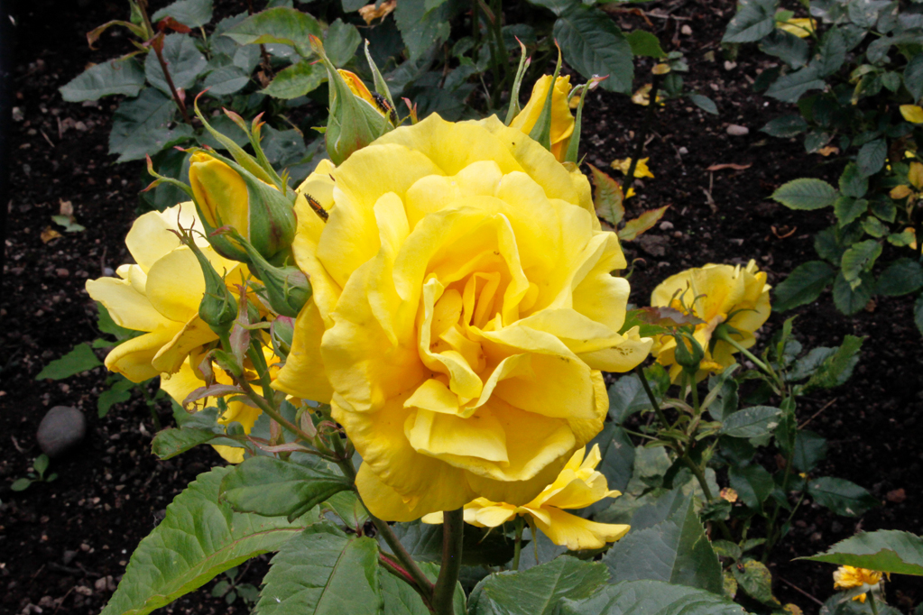 slideshow image