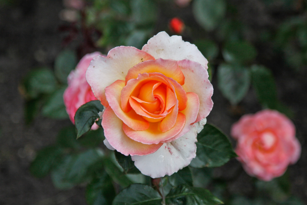 slideshow image