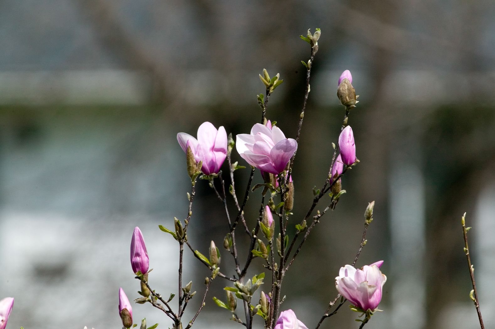 slideshow image