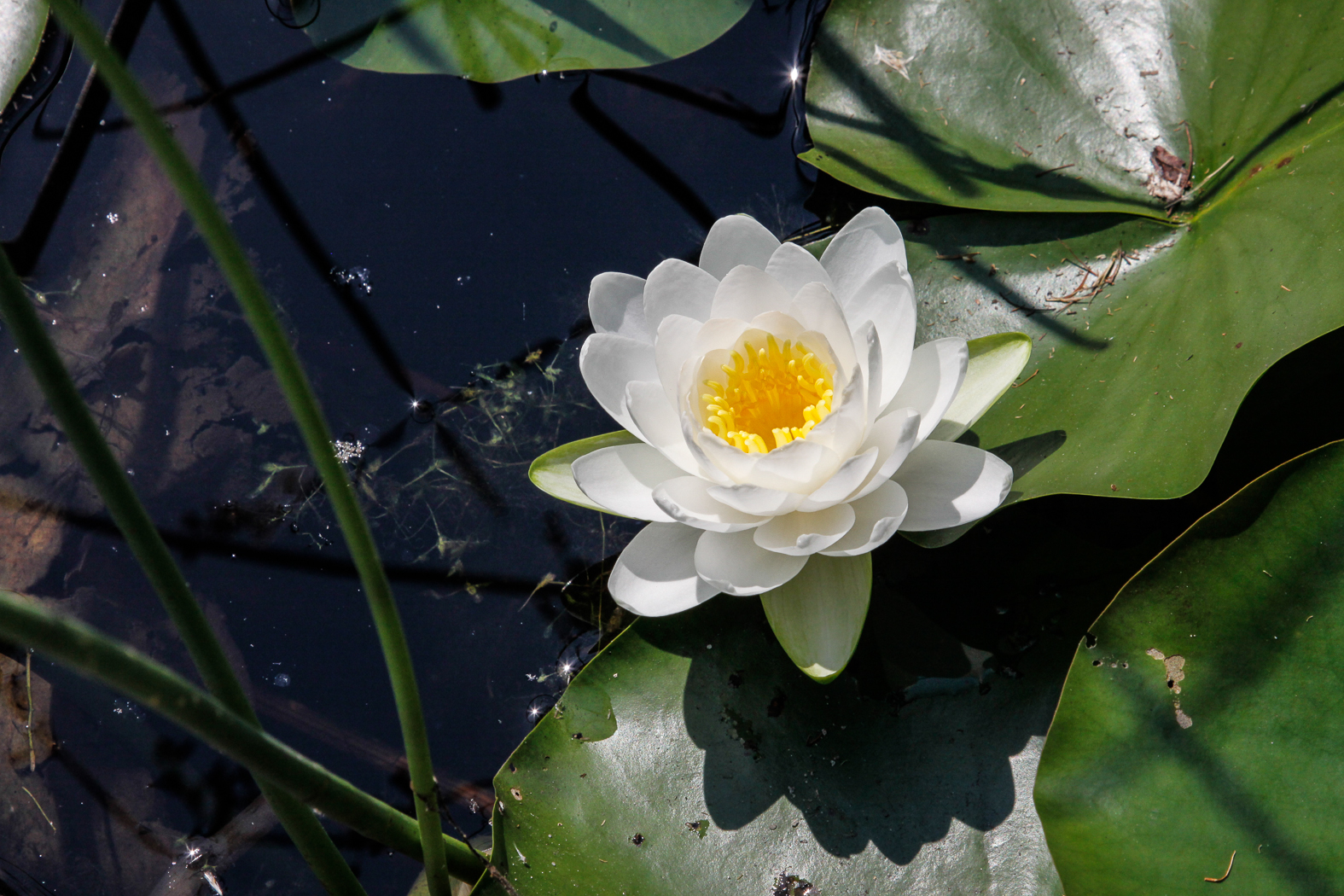 slideshow image