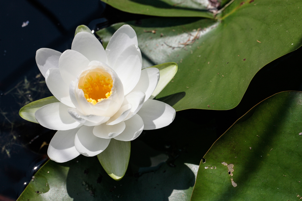 slideshow image
