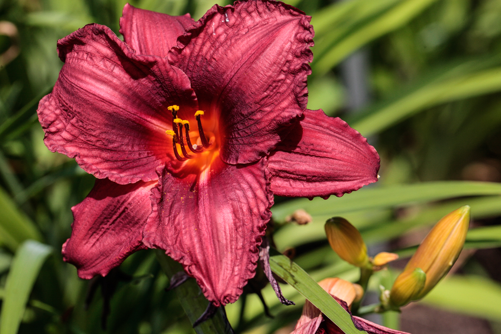 slideshow image