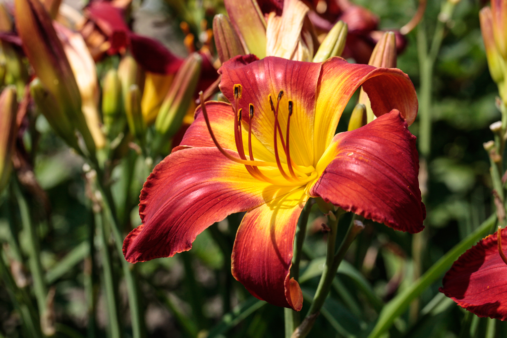 slideshow image
