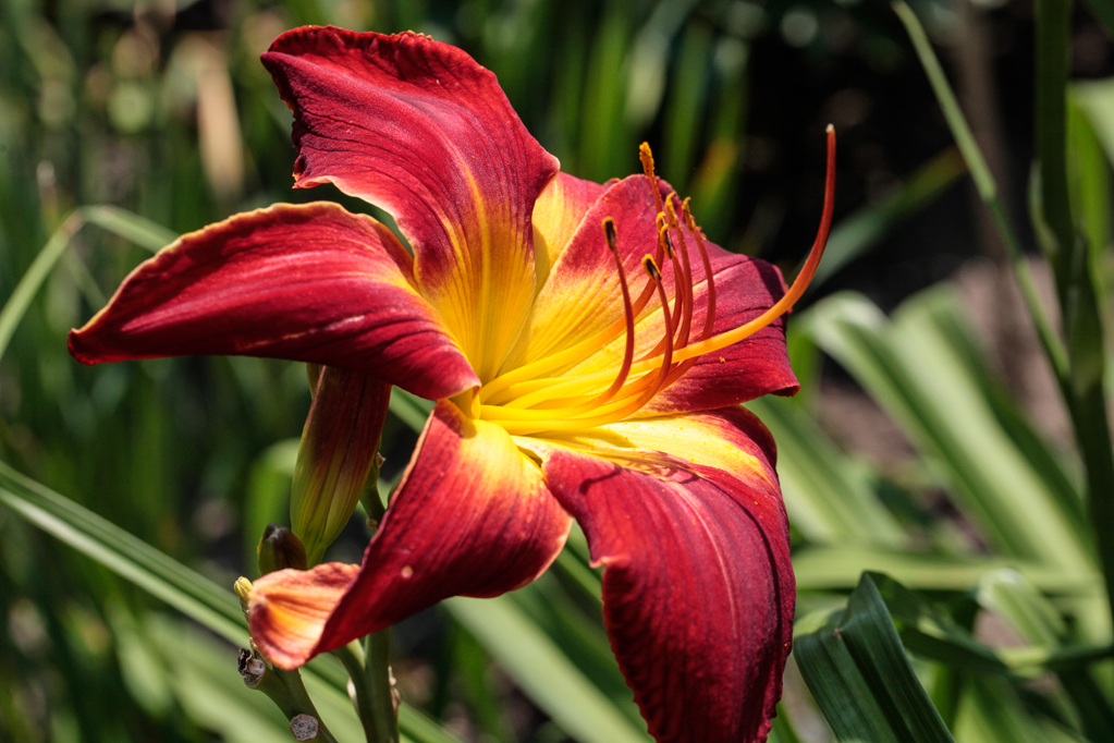 slideshow image