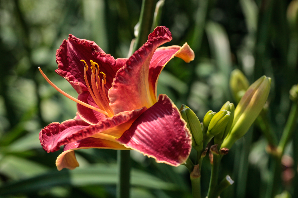 slideshow image