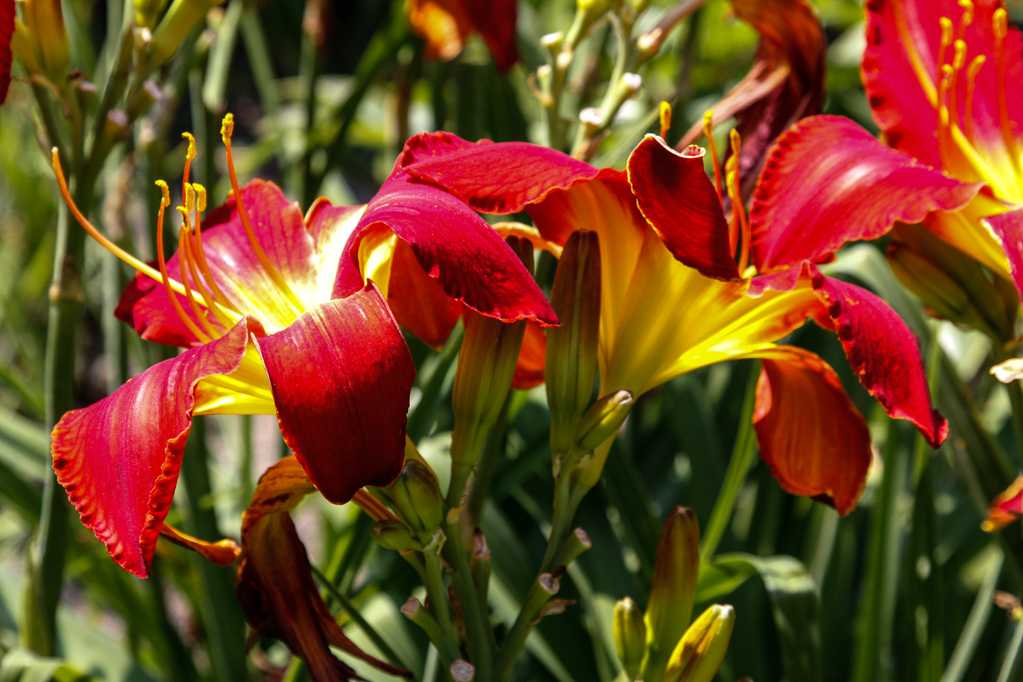 slideshow image