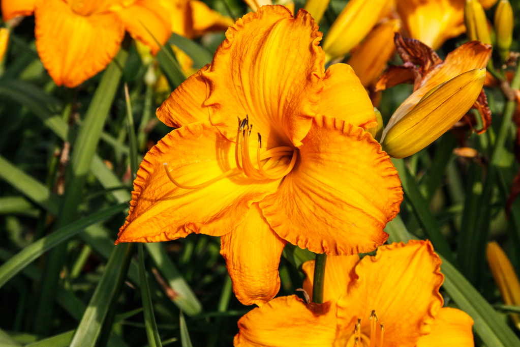 slideshow image