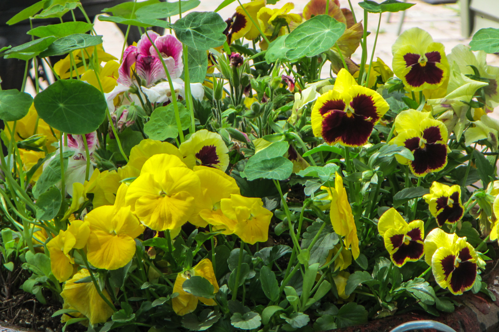 slideshow image