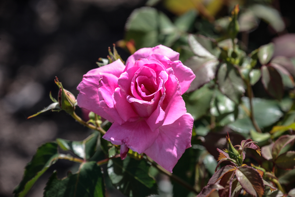 slideshow image