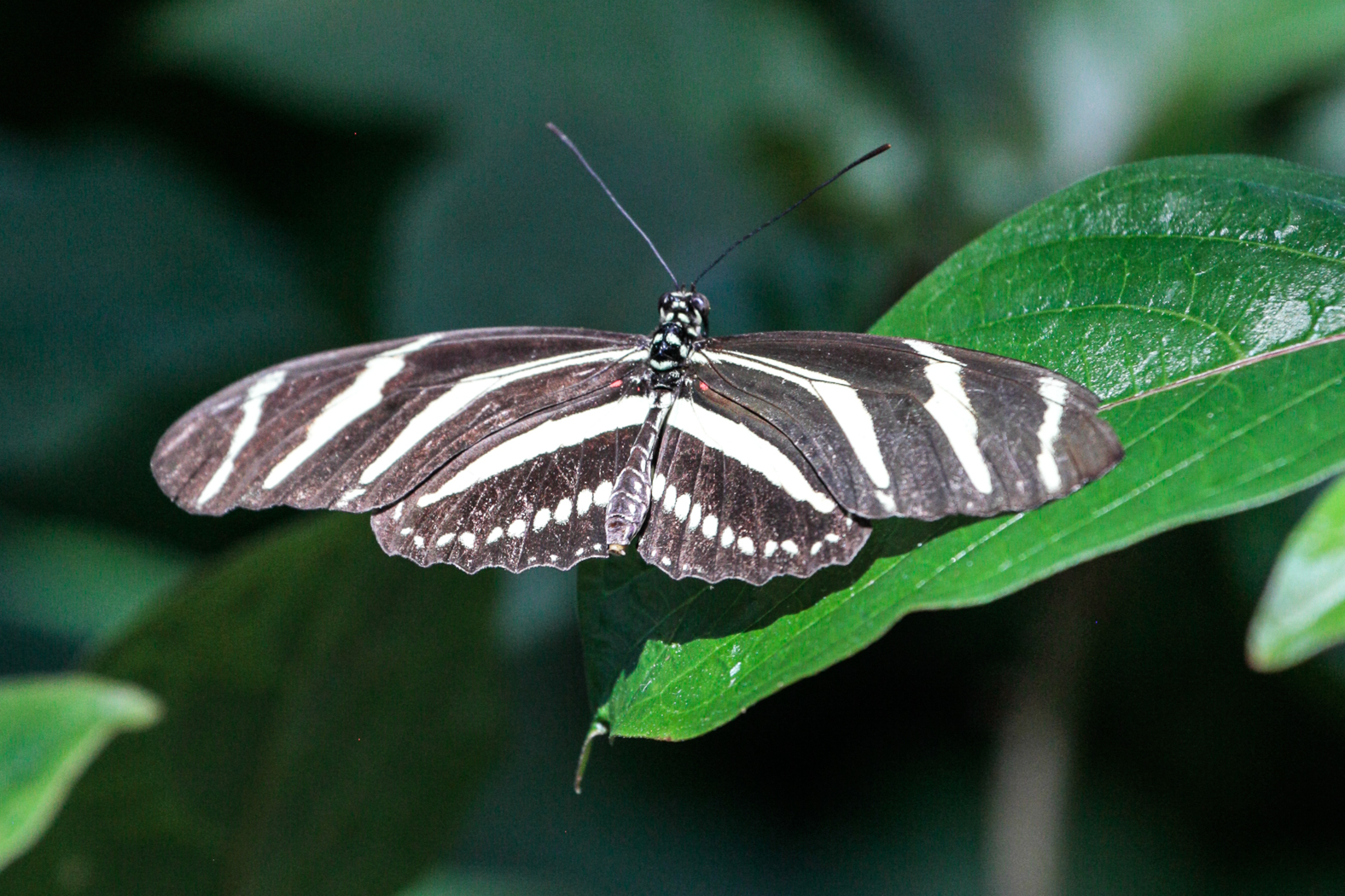 slideshow image