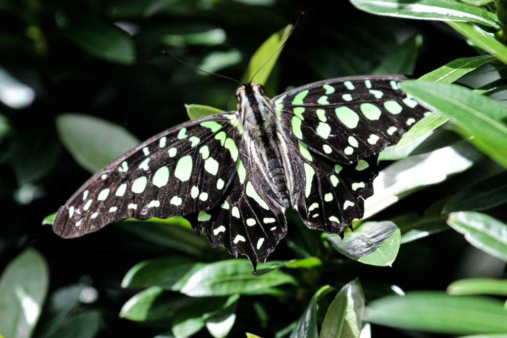 slideshow image