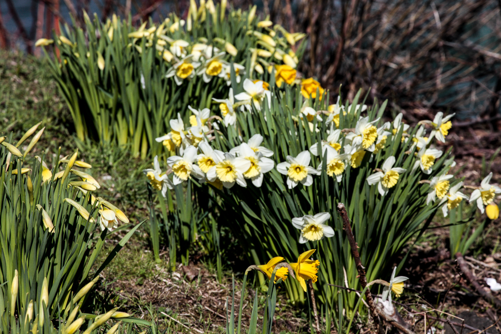 slideshow image