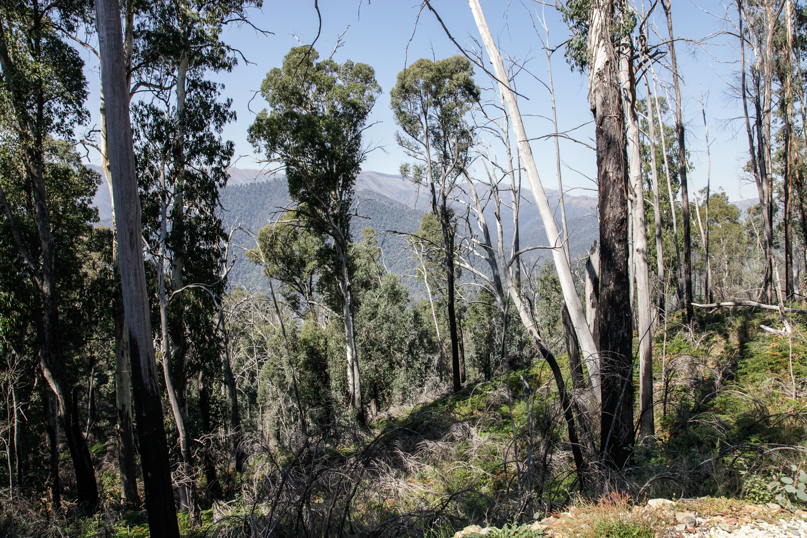 slideshow image