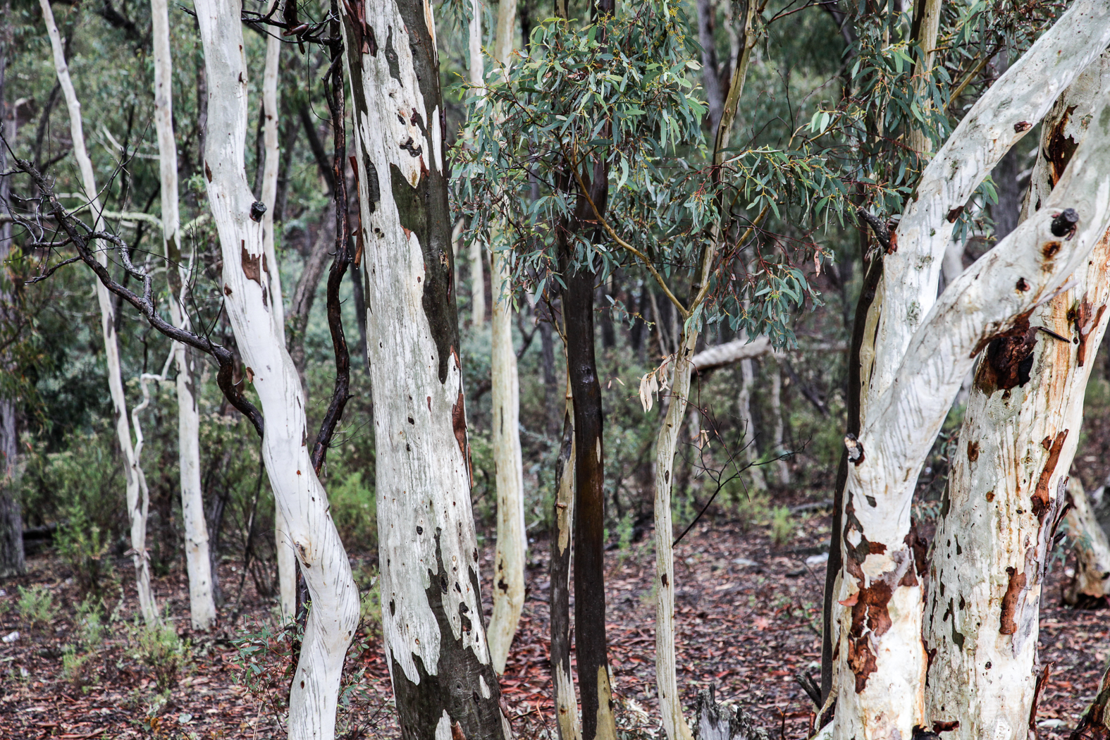 slideshow image