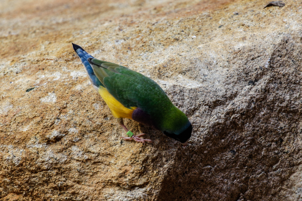 slideshow image