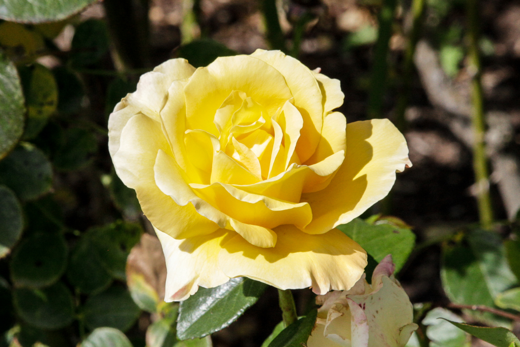 slideshow image