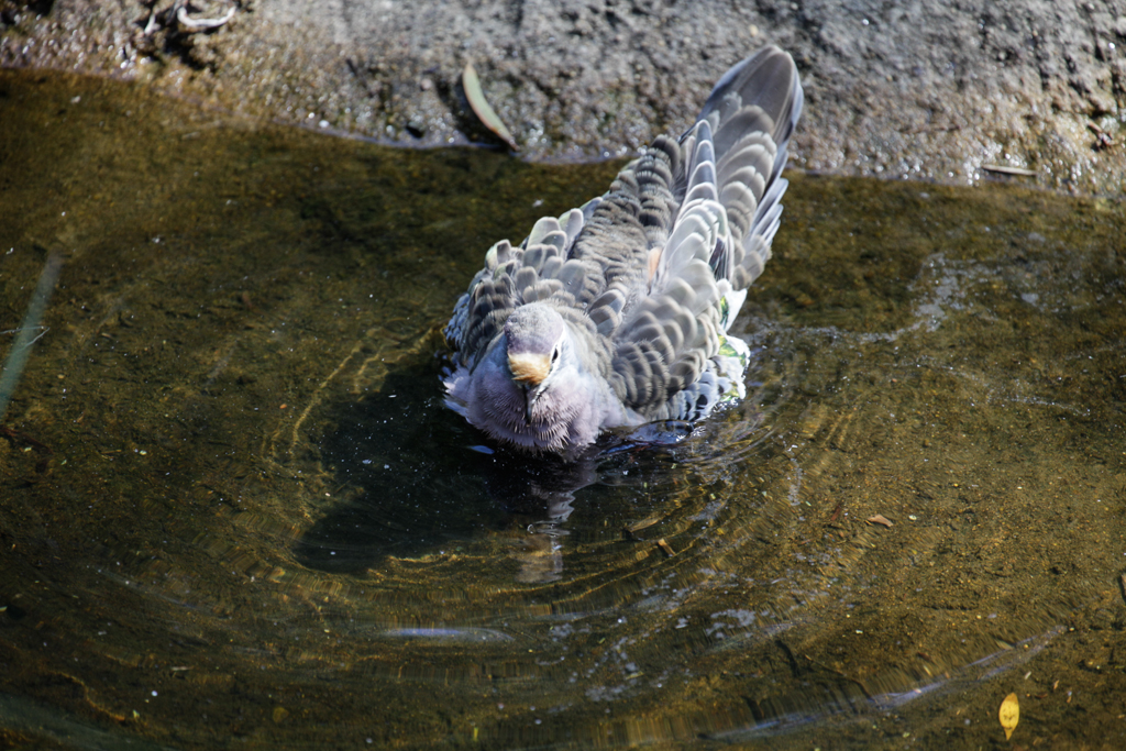 slideshow image