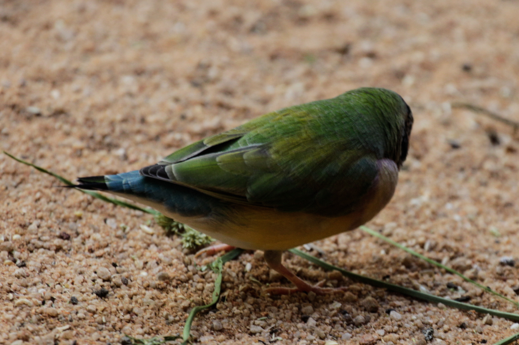 slideshow image