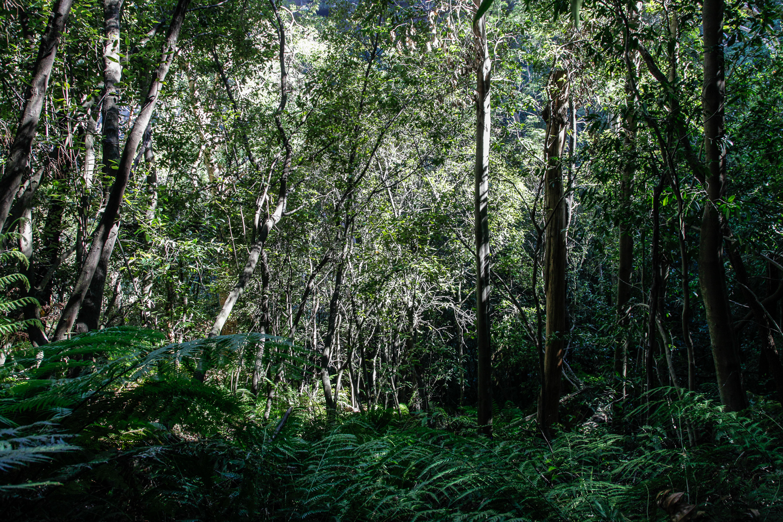 slideshow image