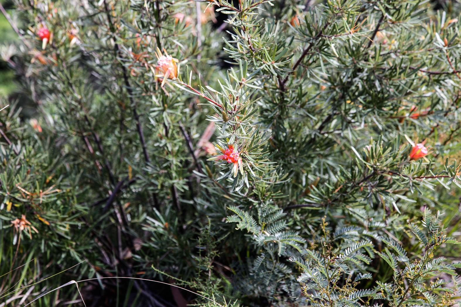 slideshow image