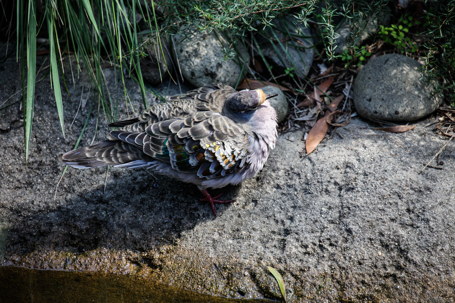 slideshow image