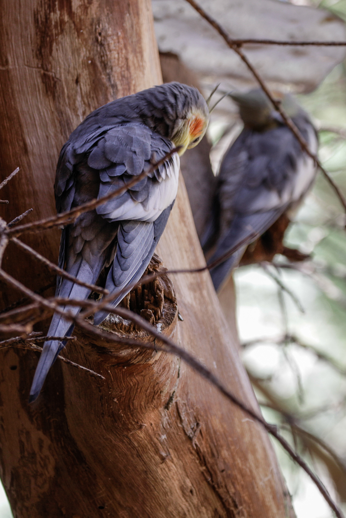 slideshow image