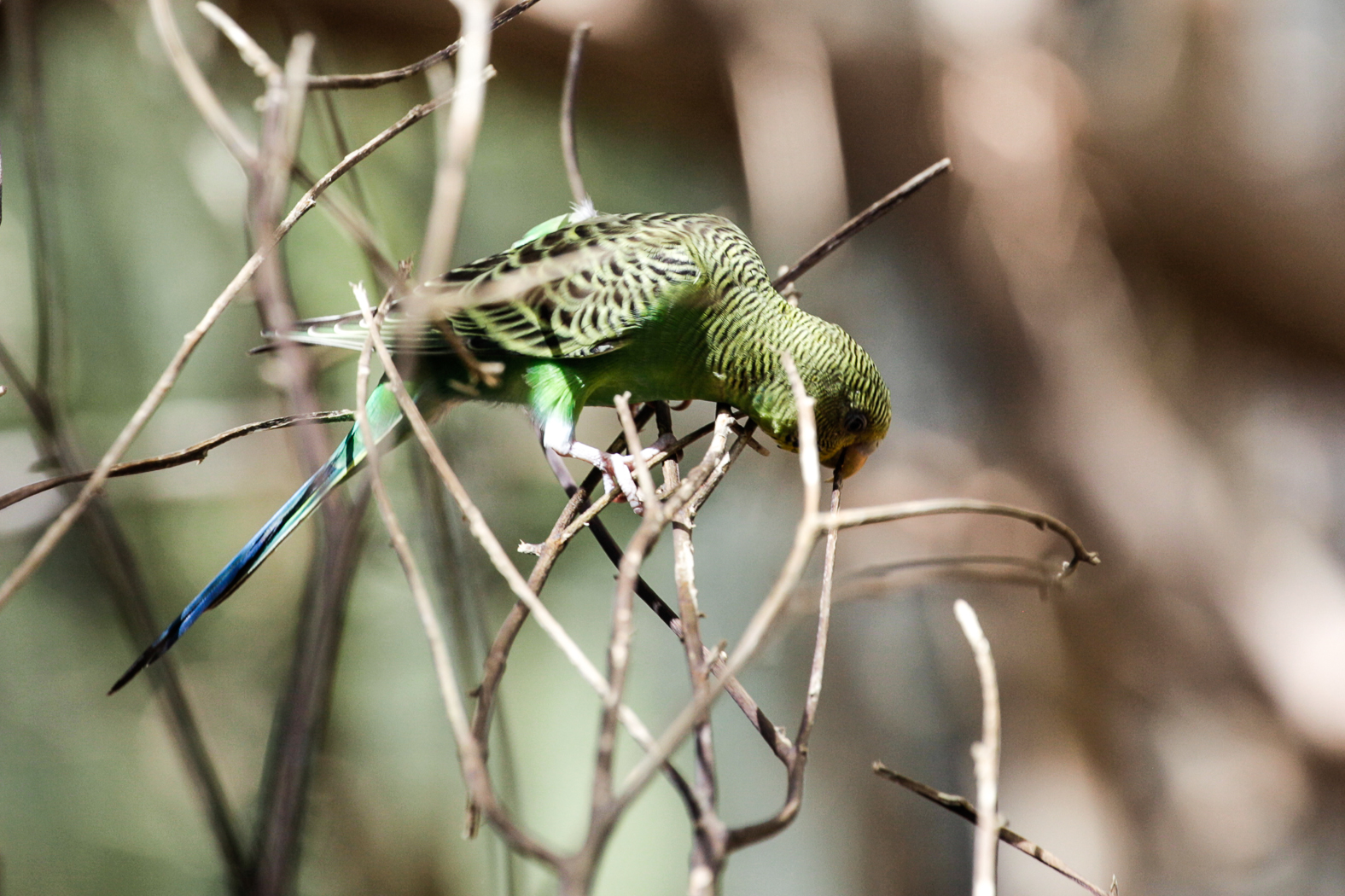 slideshow image