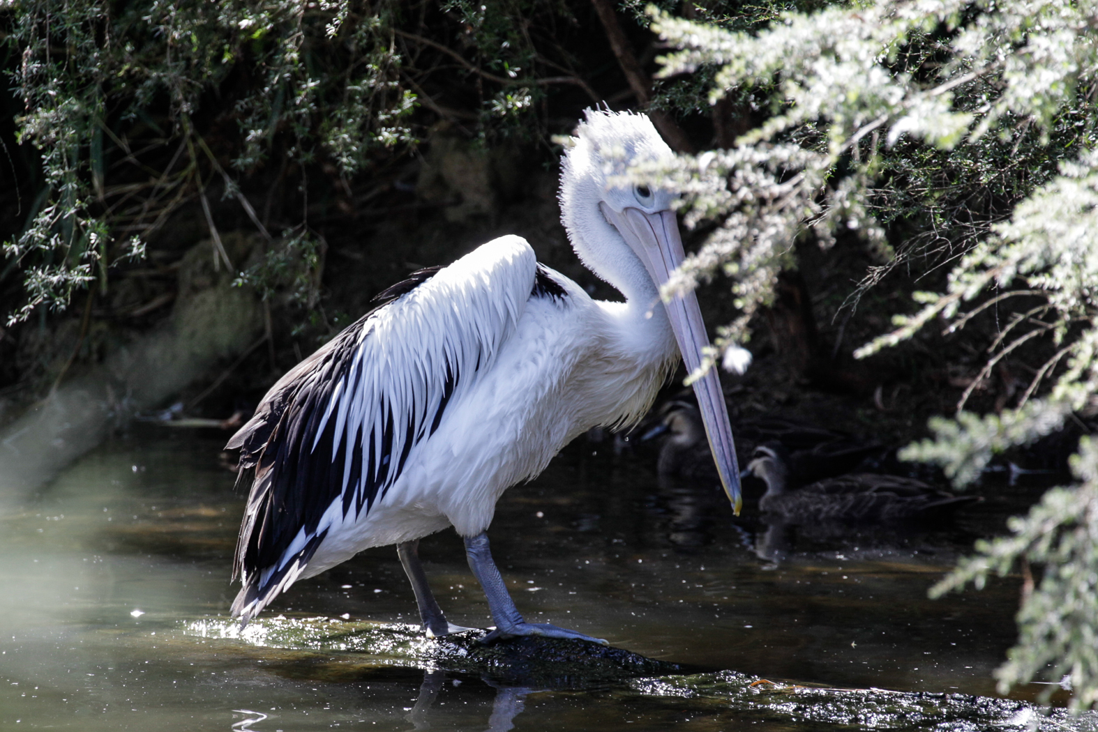 slideshow image