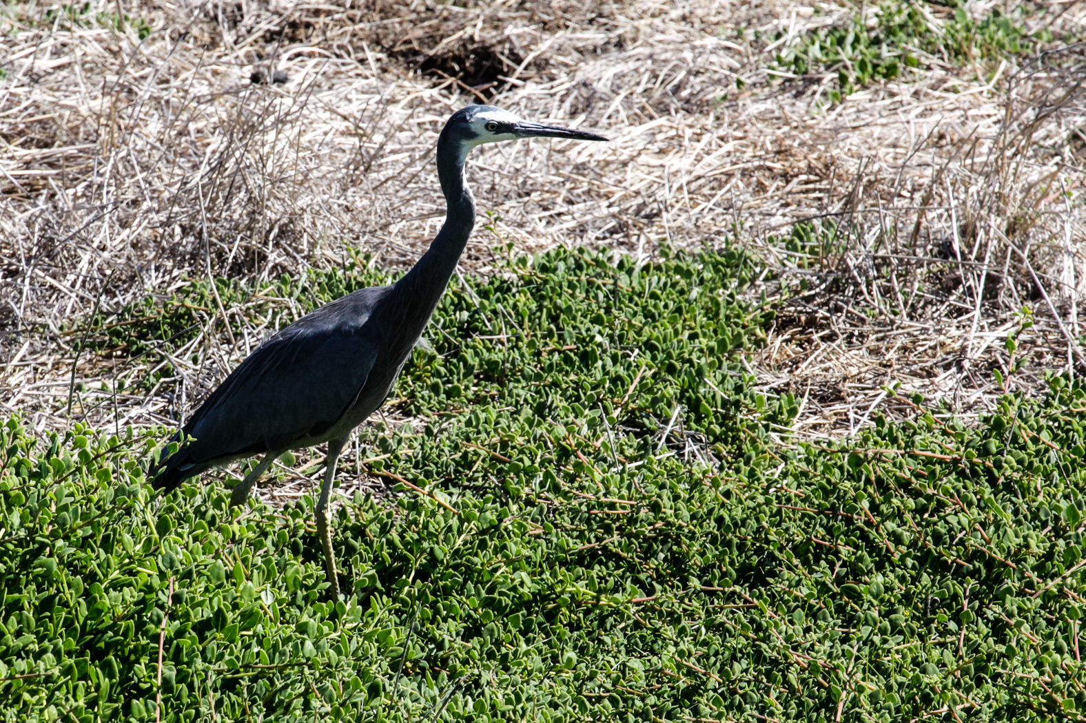 slideshow image