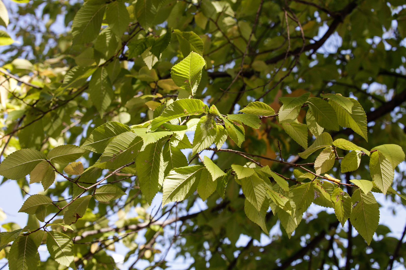 slideshow image