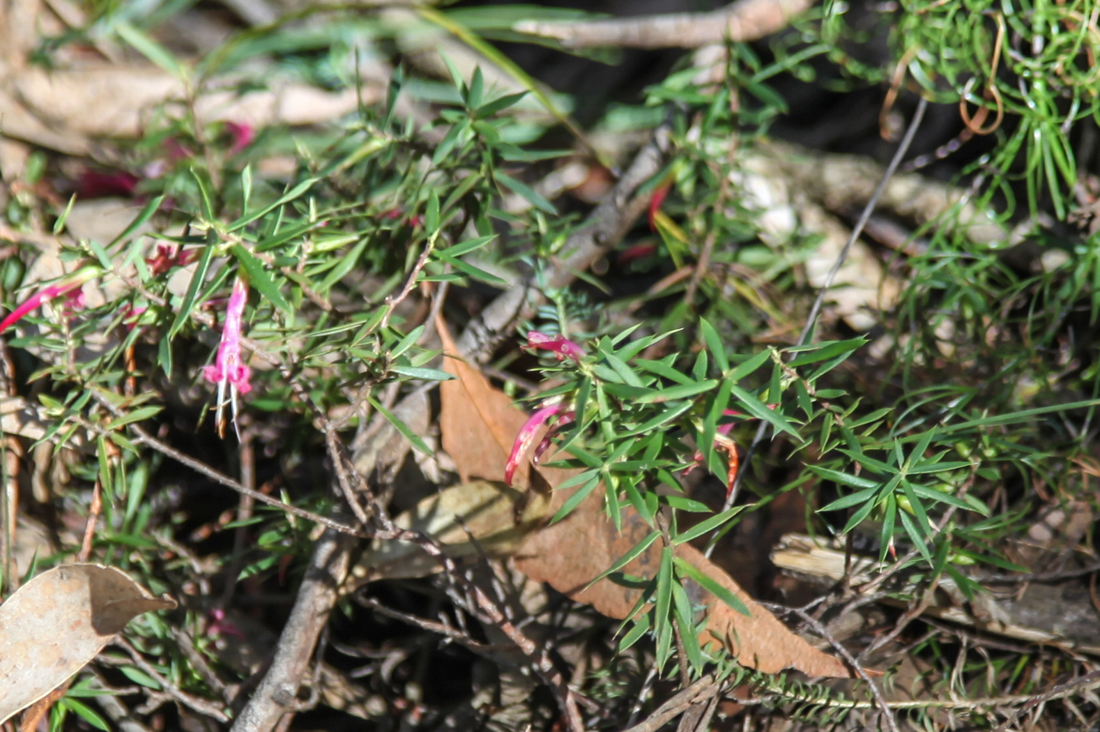 slideshow image