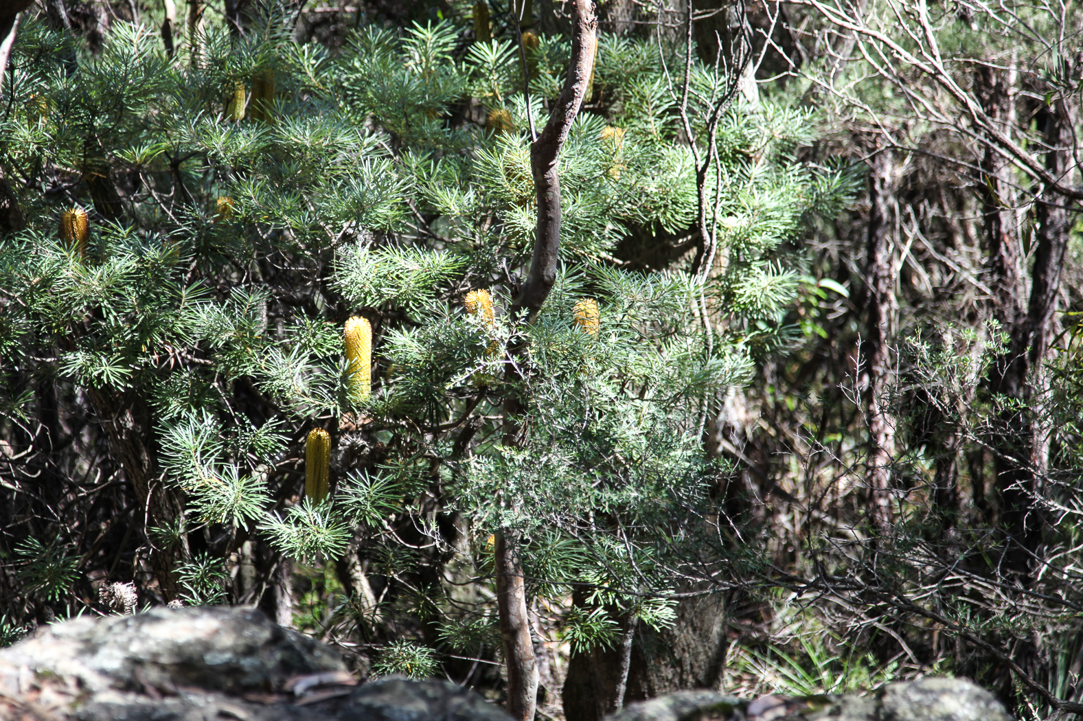 slideshow image
