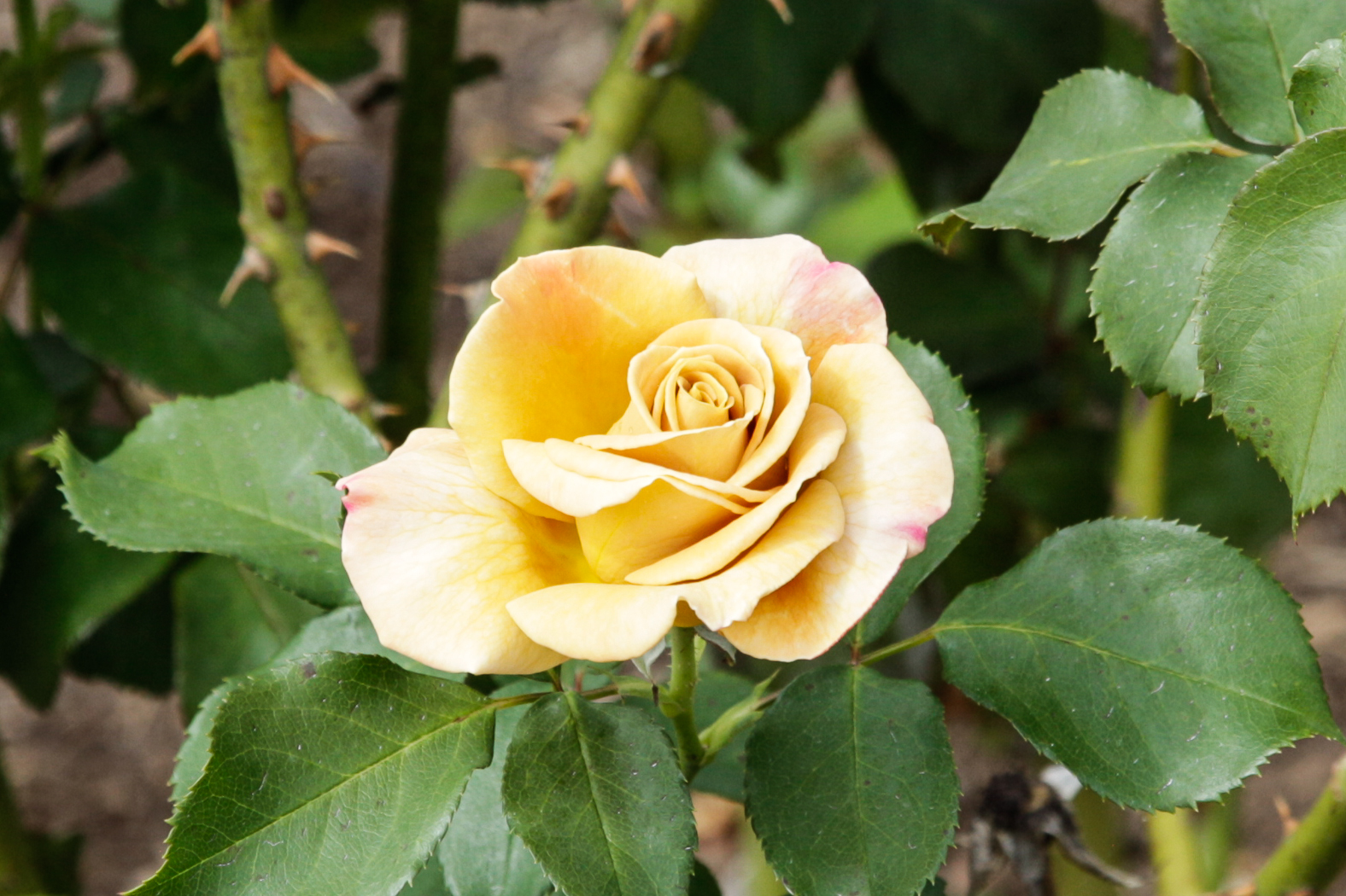 slideshow image