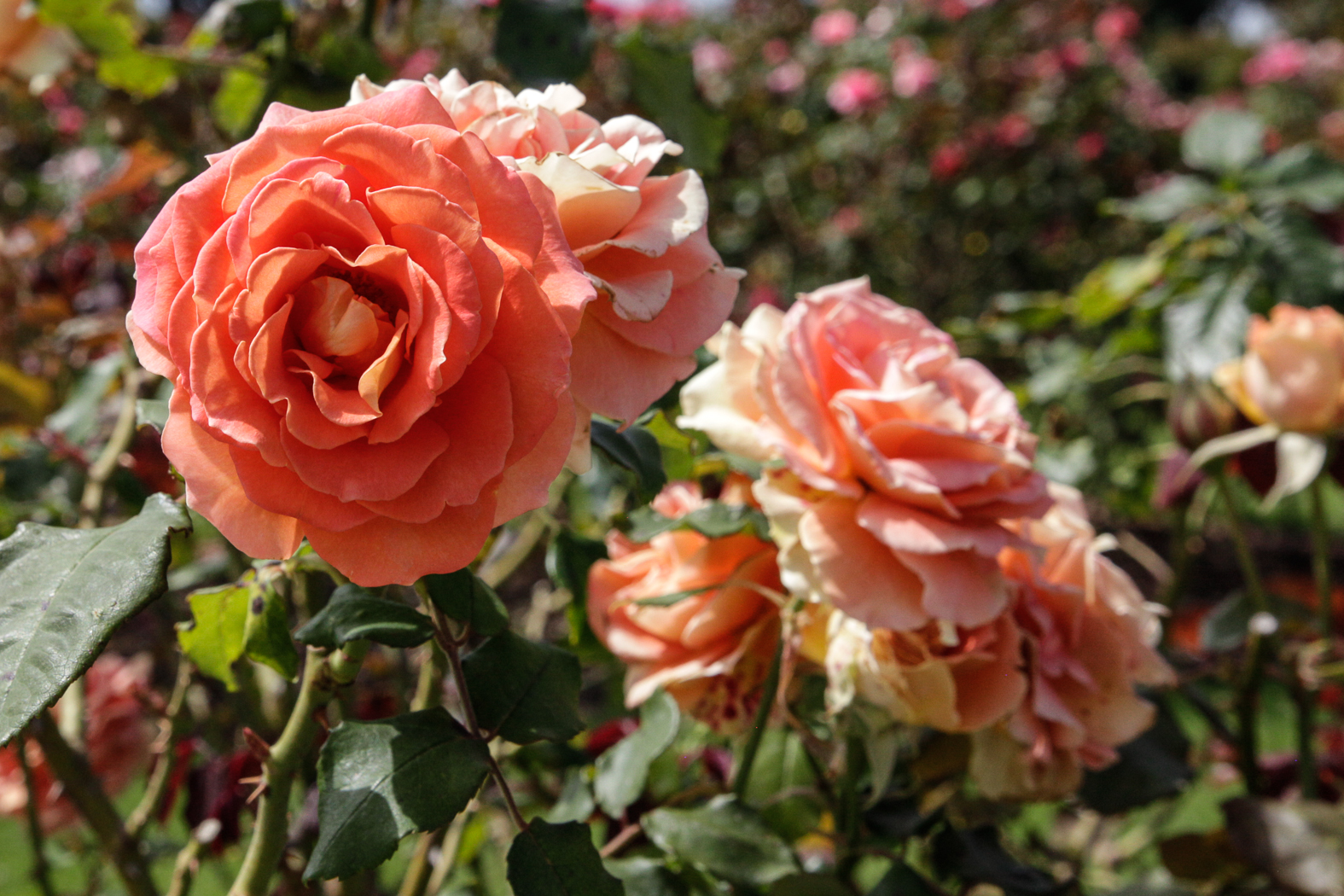 slideshow image