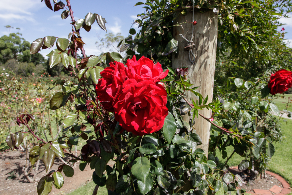 slideshow image