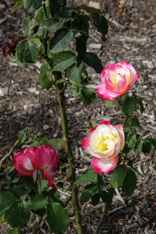 slideshow image