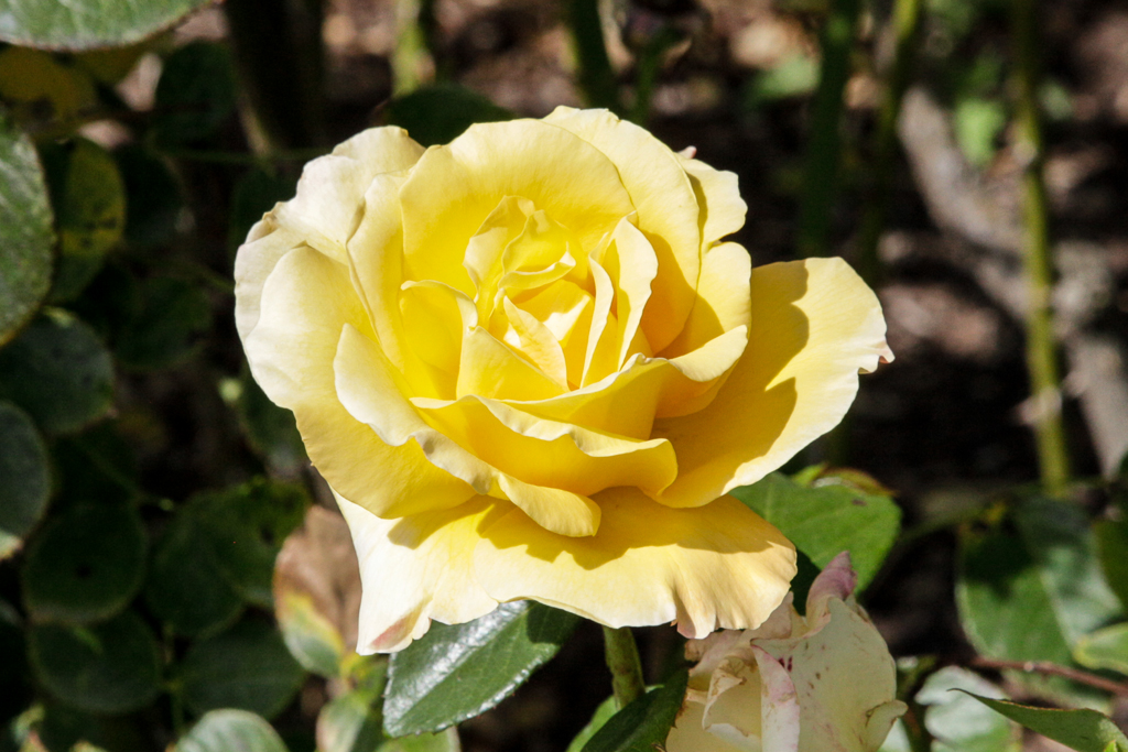 slideshow image