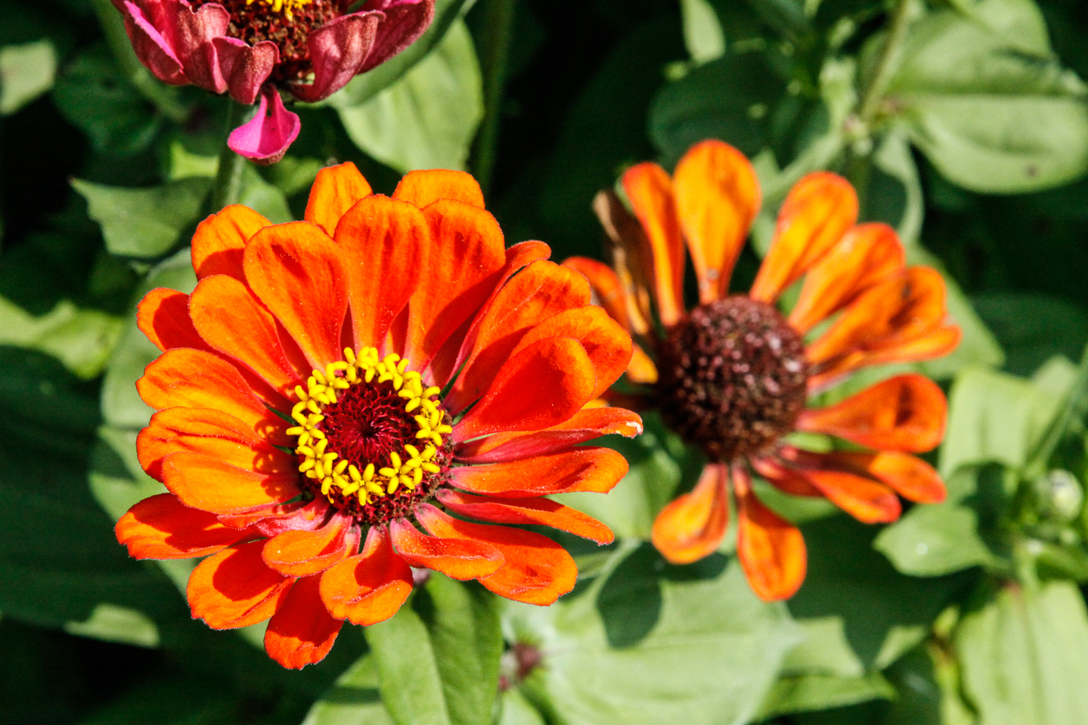 slideshow image