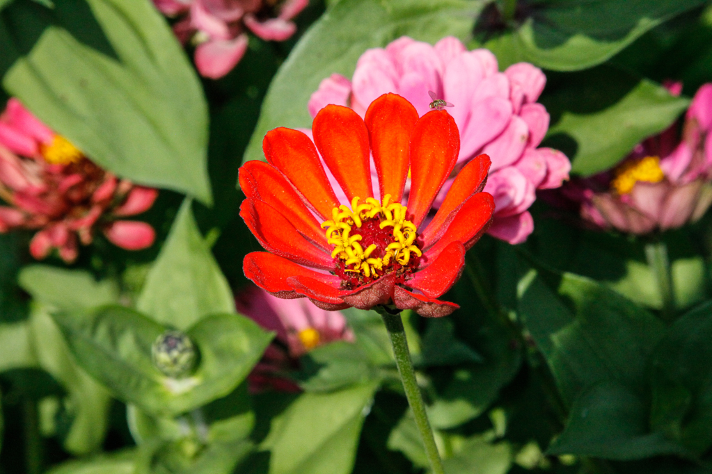 slideshow image