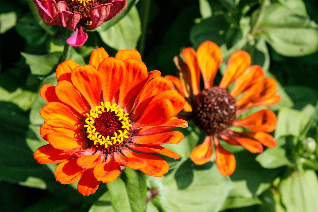 slideshow image