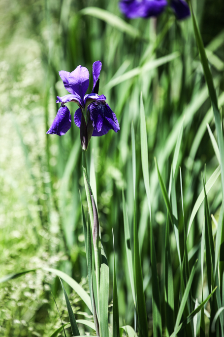 slideshow image
