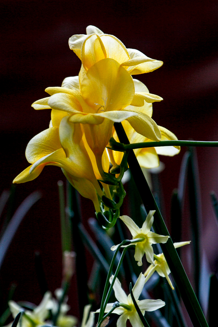 slideshow image