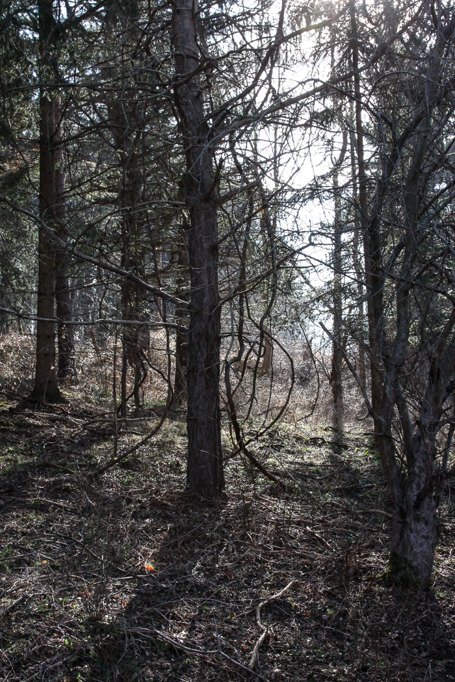 slideshow image