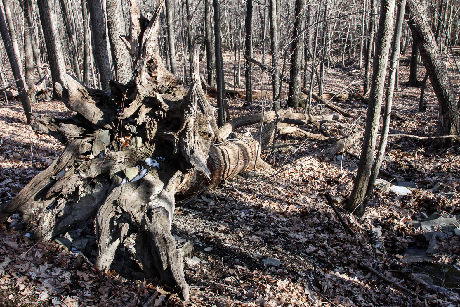 slideshow image