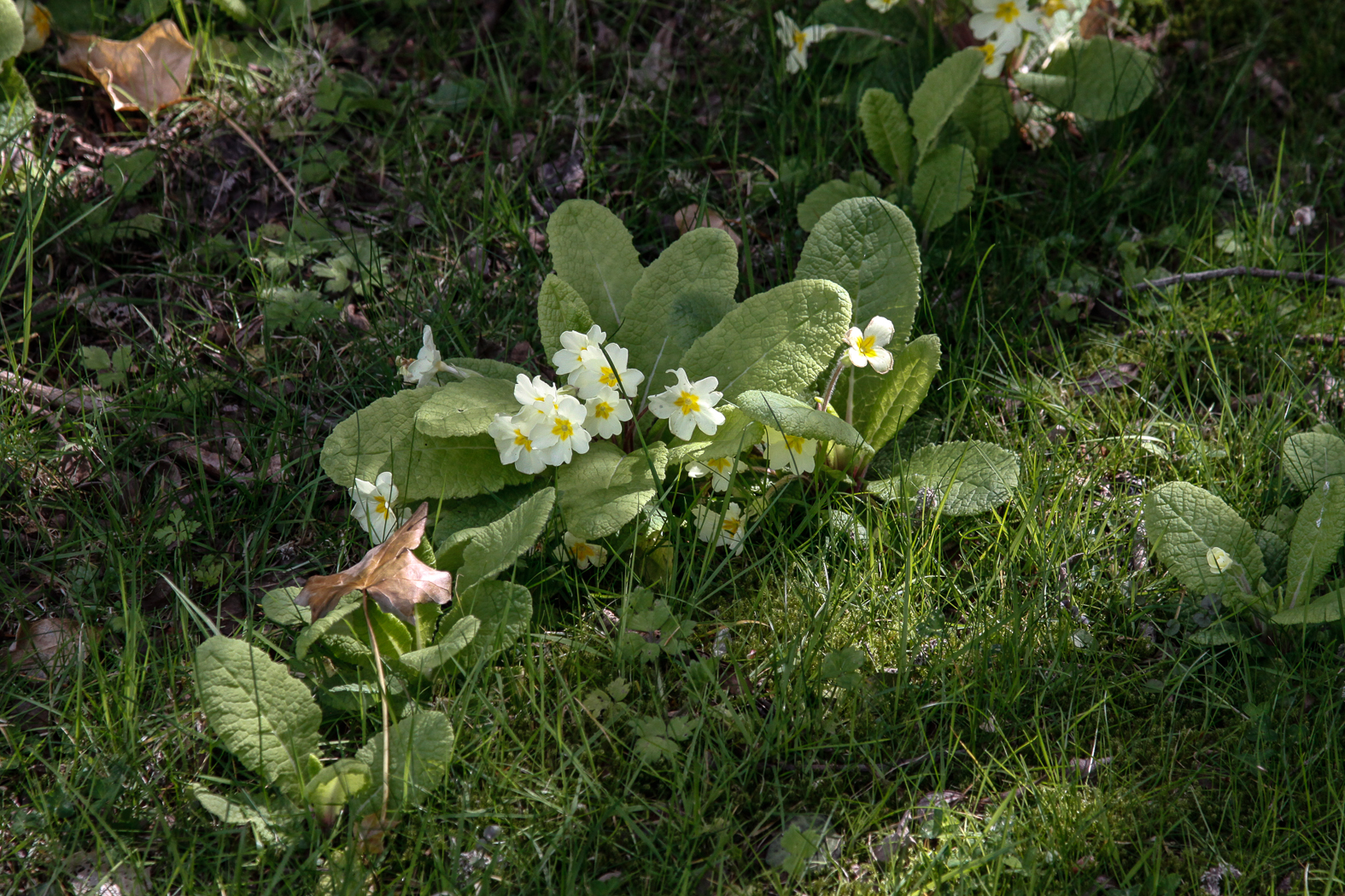 slideshow image