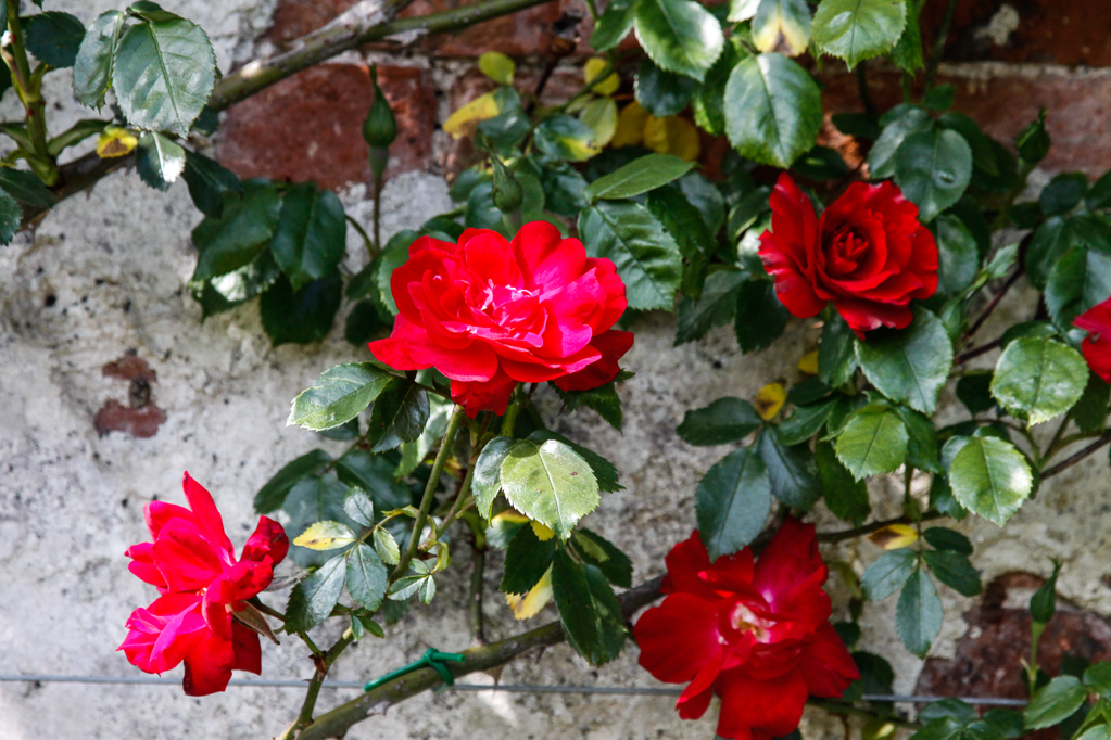 slideshow image
